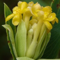 Lasiosiphon glaucus Fresen.